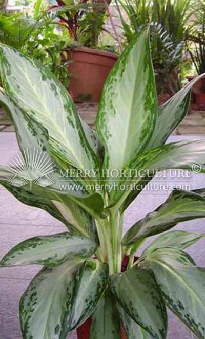 Aglaonema Poonsak Favourite